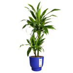 amber grail 30cm royal blue